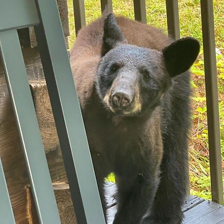 Bears Among Us Villa Gatlinburg Kültér fotó