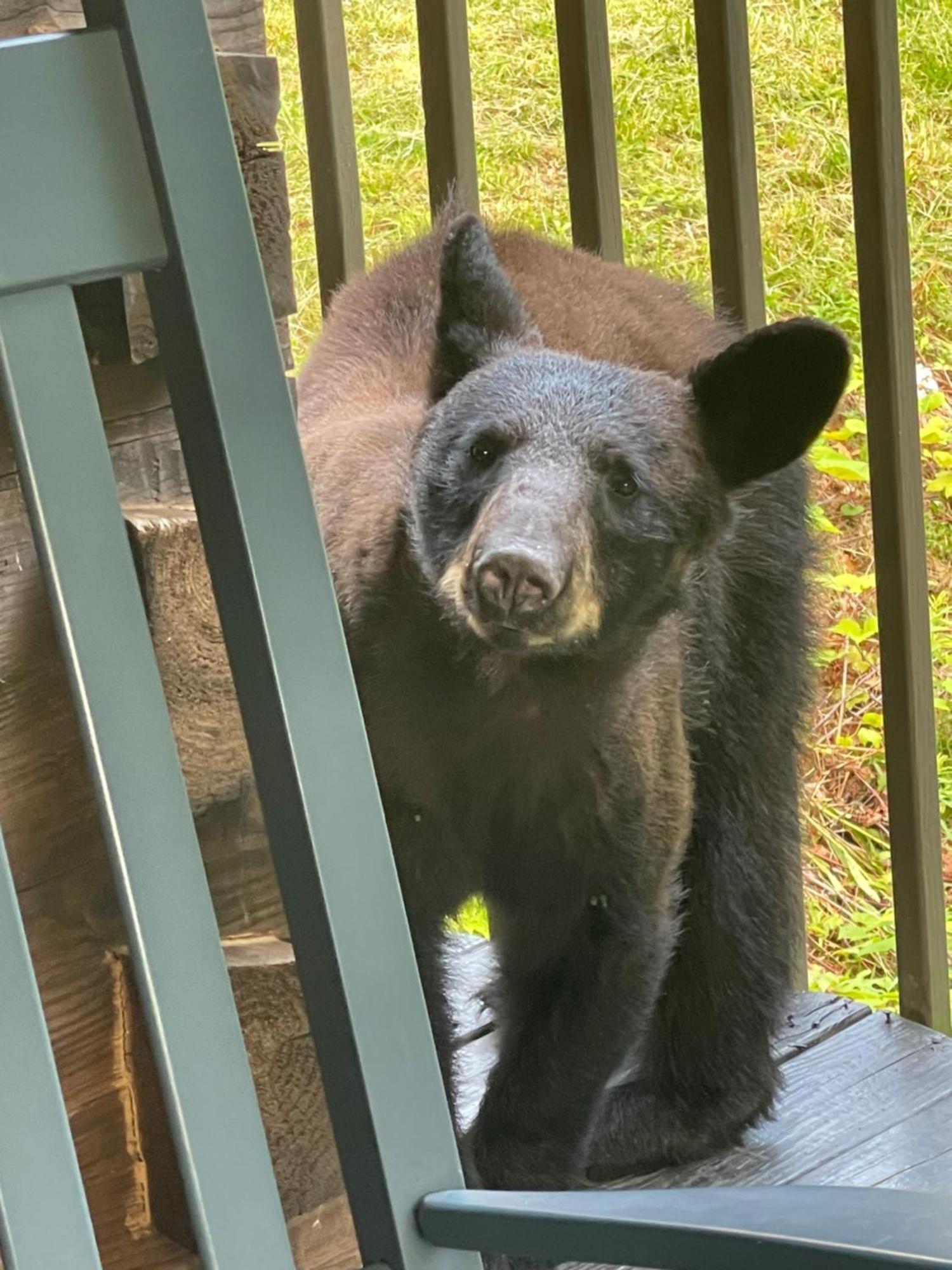 Bears Among Us Villa Gatlinburg Kültér fotó