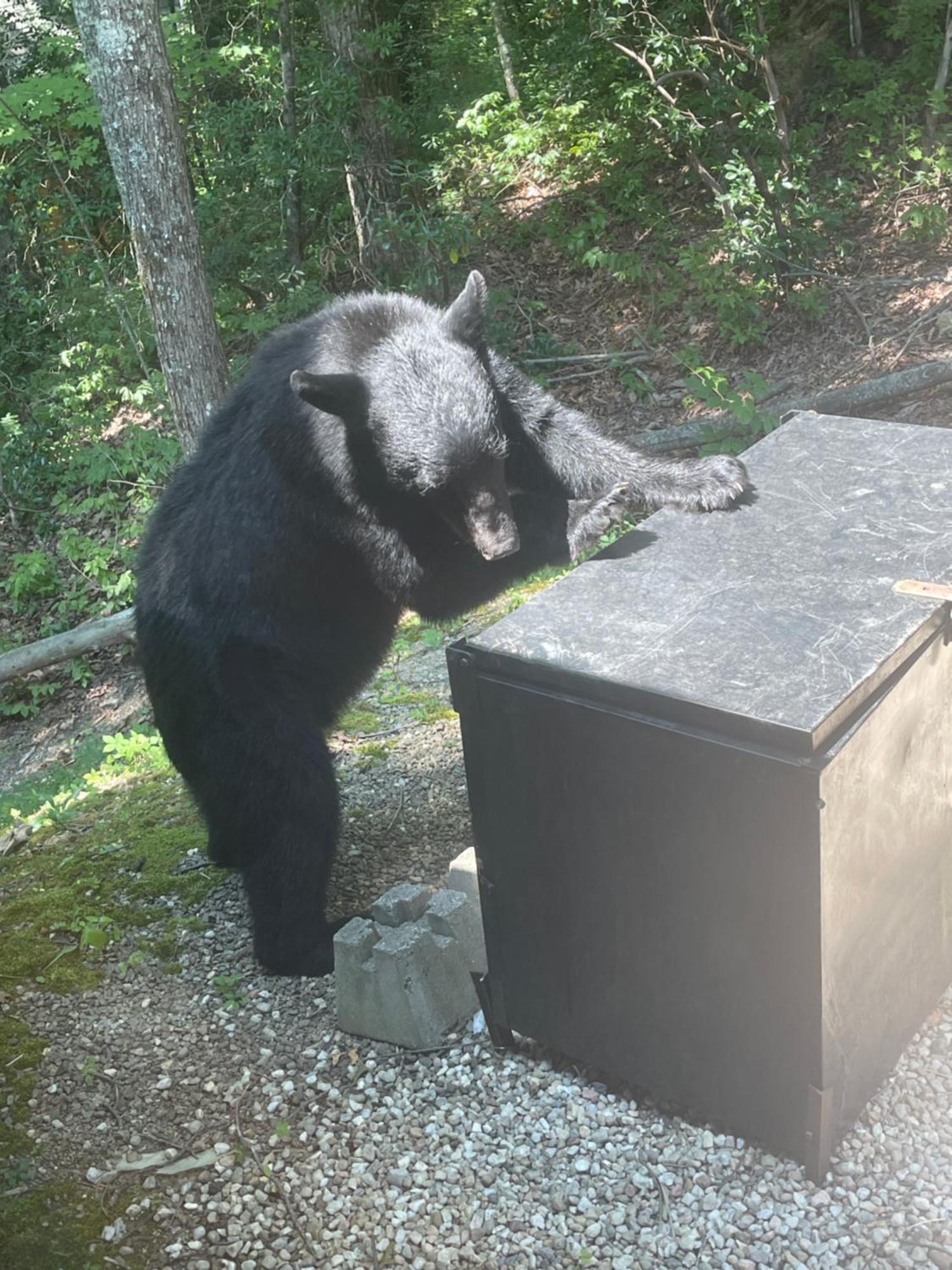 Bears Among Us Villa Gatlinburg Kültér fotó