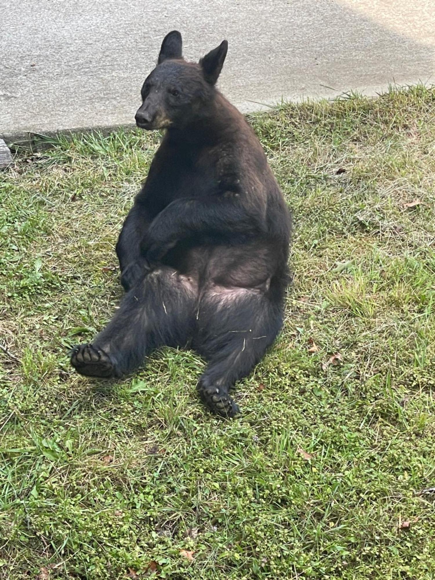 Bears Among Us Villa Gatlinburg Kültér fotó