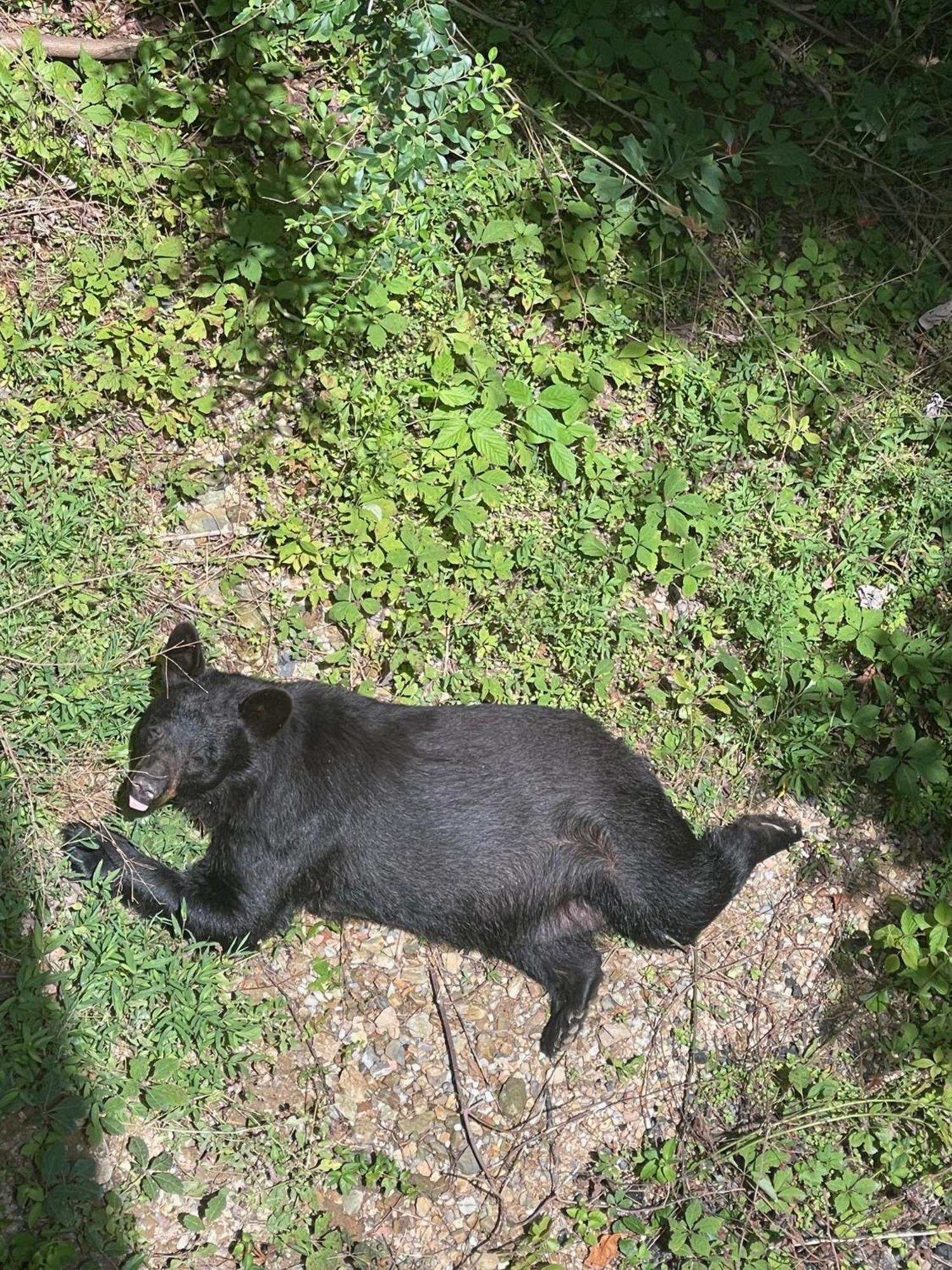Bears Among Us Villa Gatlinburg Kültér fotó