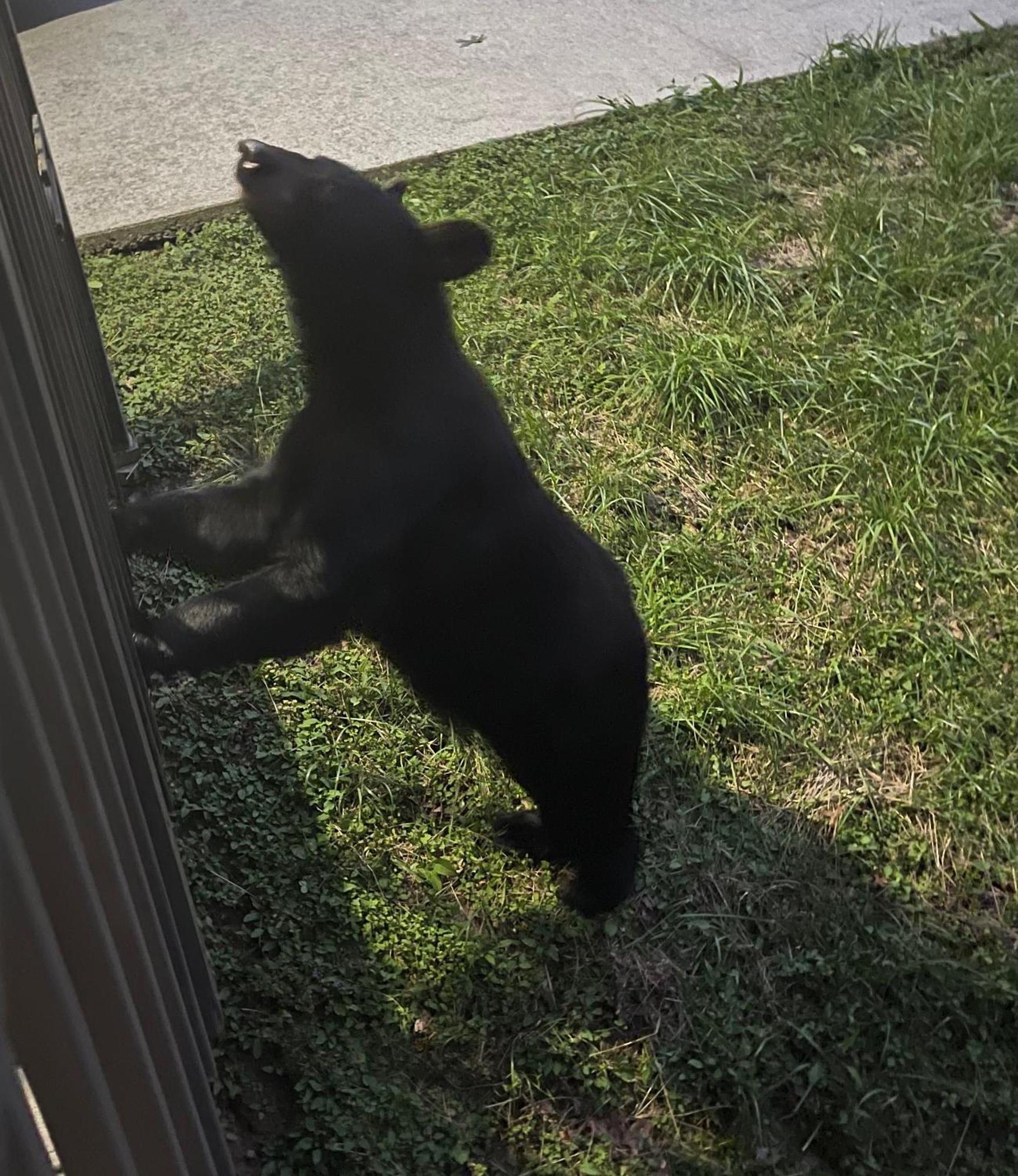 Bears Among Us Villa Gatlinburg Kültér fotó